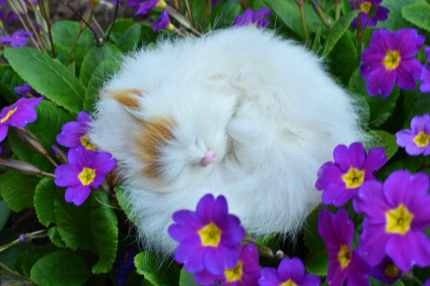 Photo #14062367