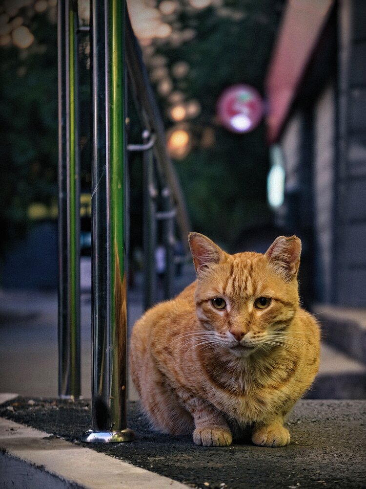 Photograph by Виктор Анциферов