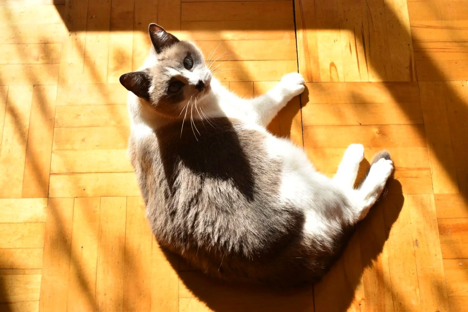 Photo #14062538