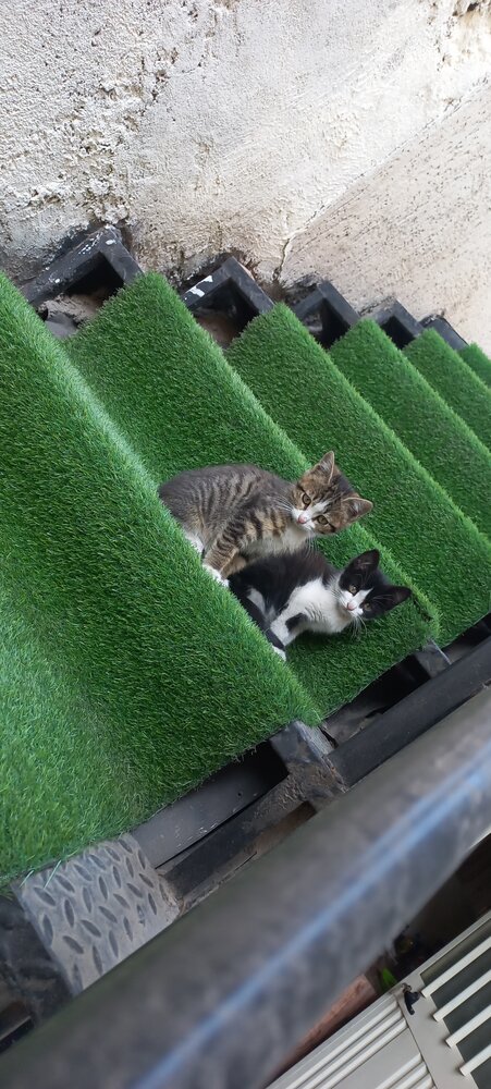 Photo #14062564