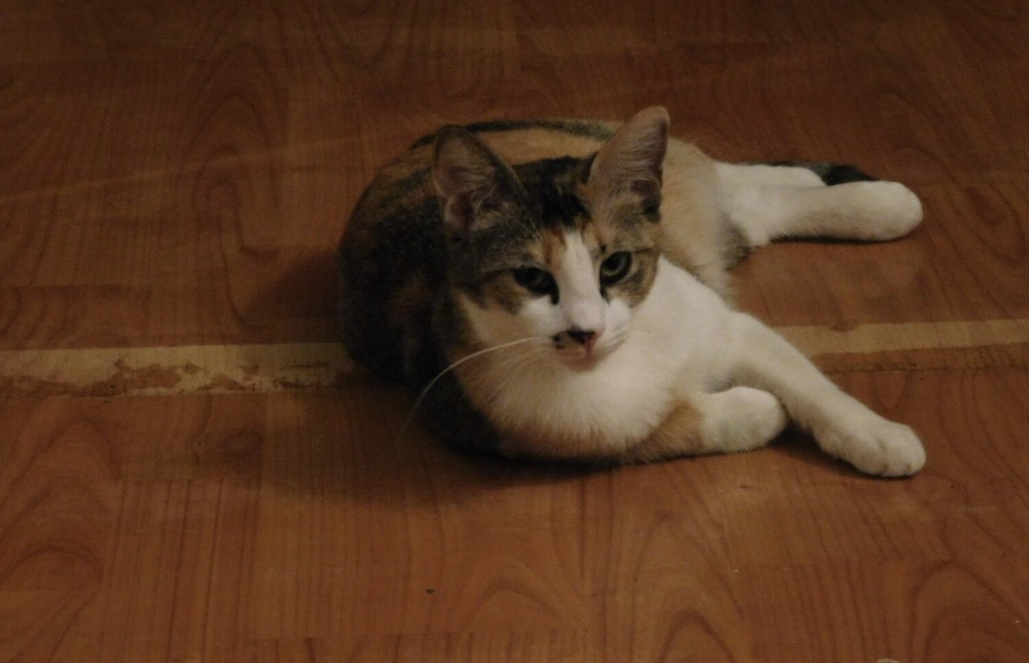 Photo #14062587