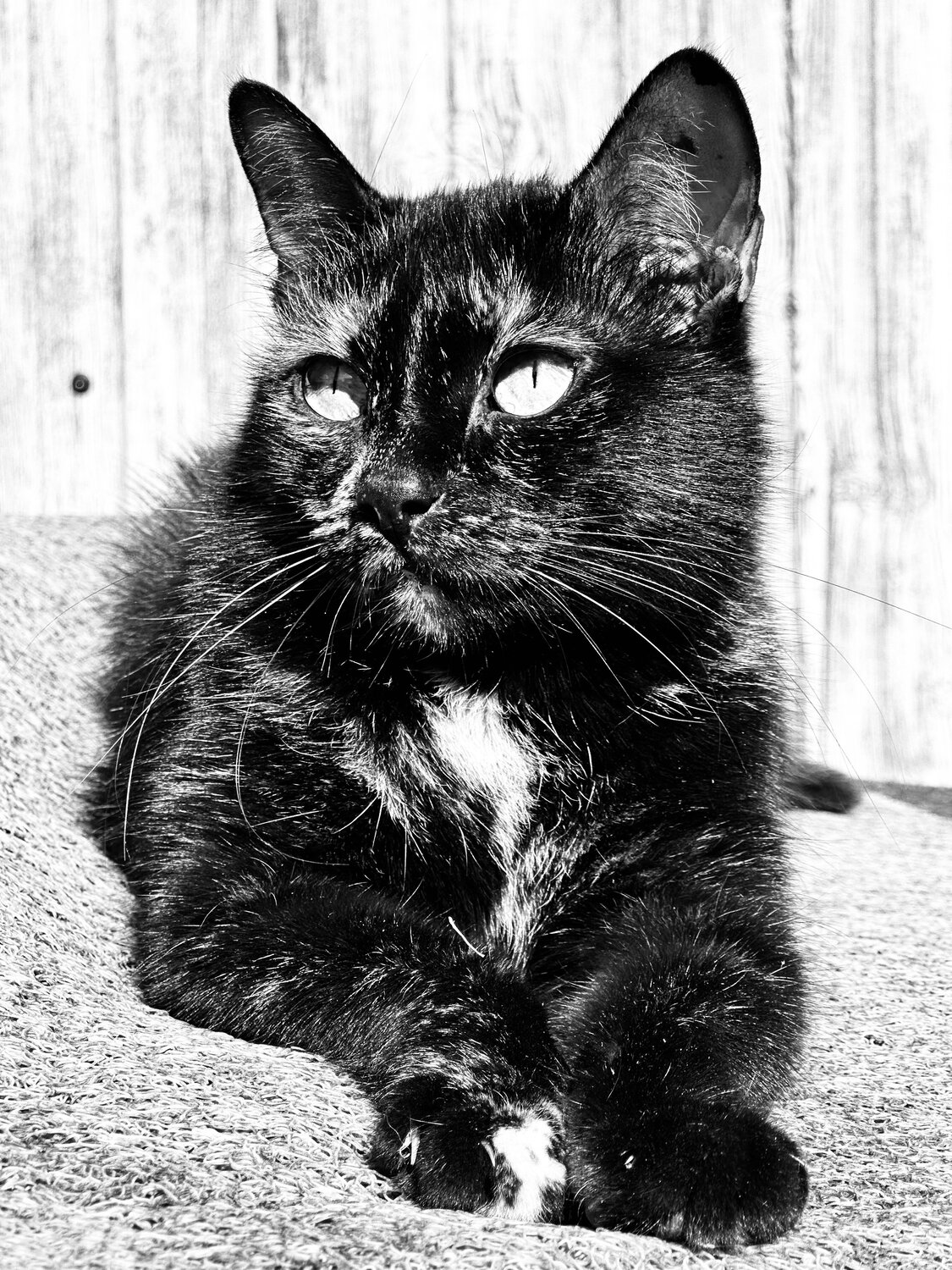 Photo #14062694