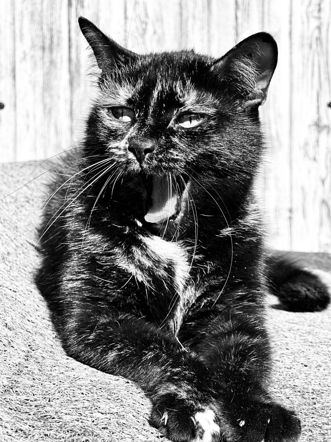 Photo #14062697