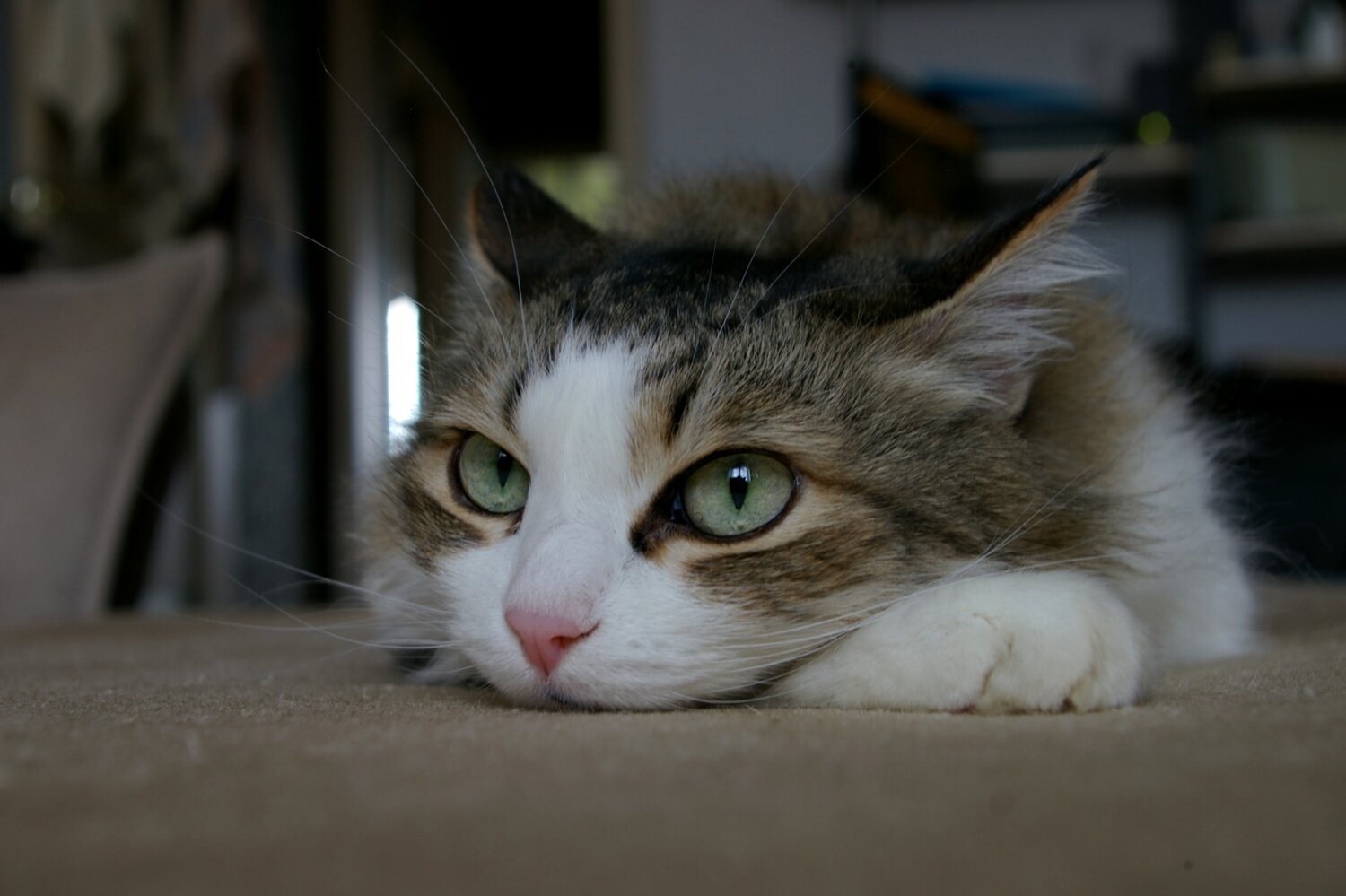 Pensive Moment (Задумчивый момент)