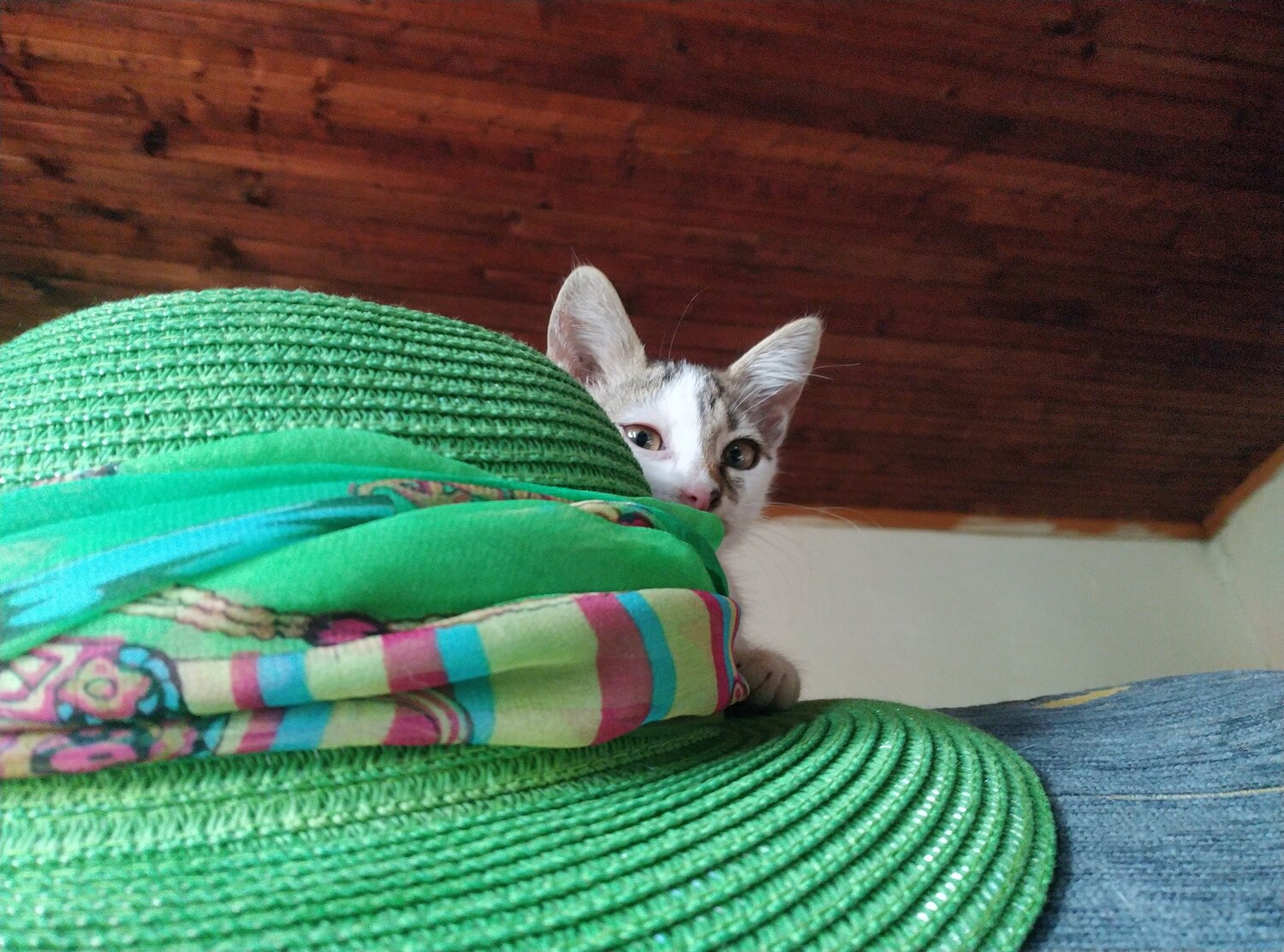 Photo #14062797