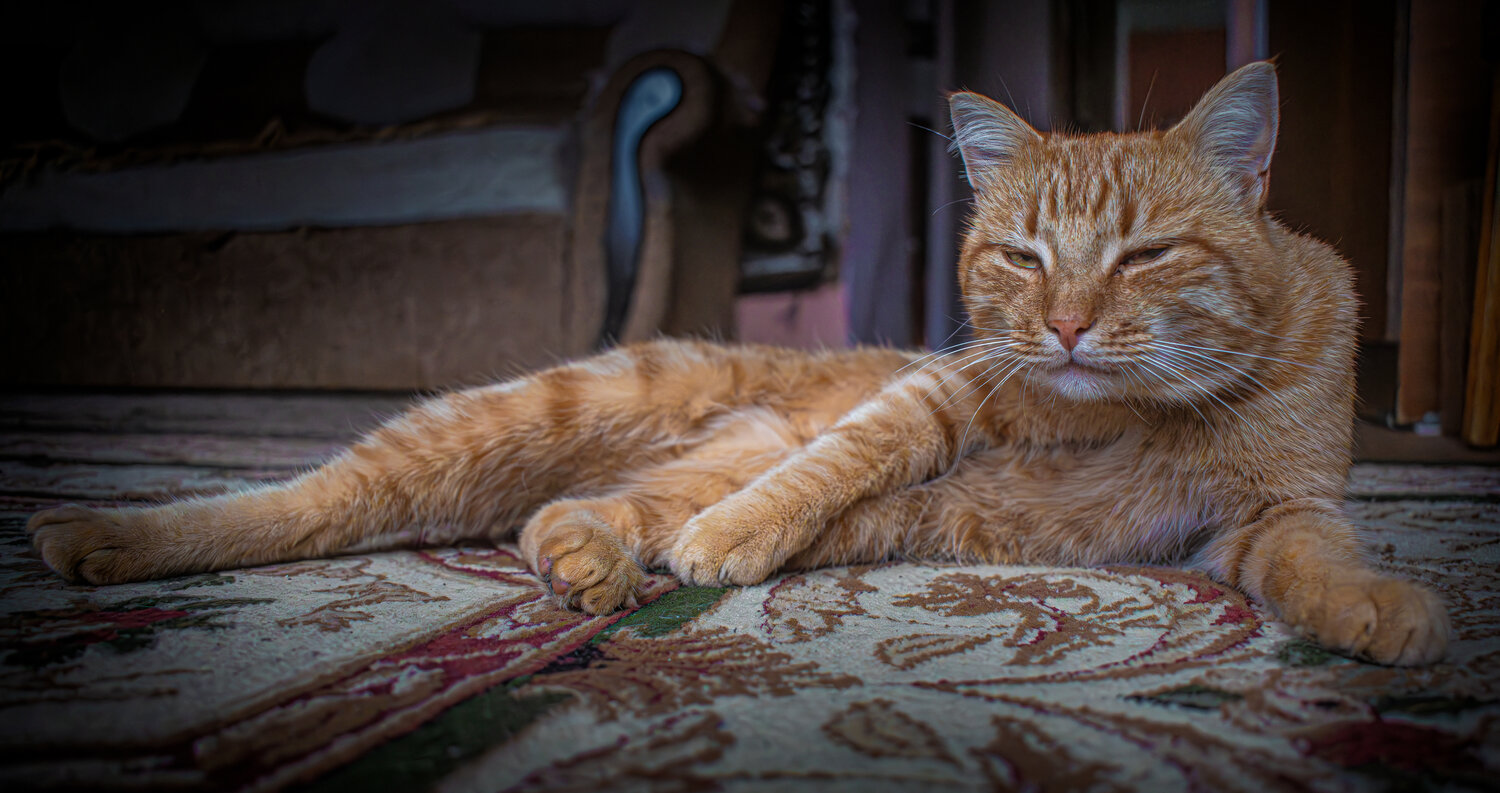 Photo #14062841