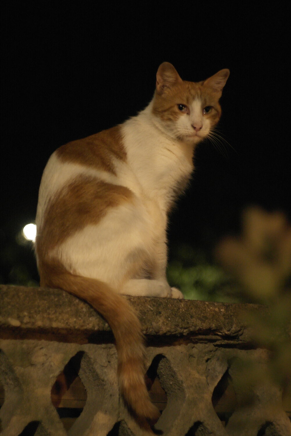 Photo #14062894