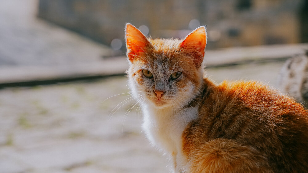 Photograph by Наталия Дмитриева