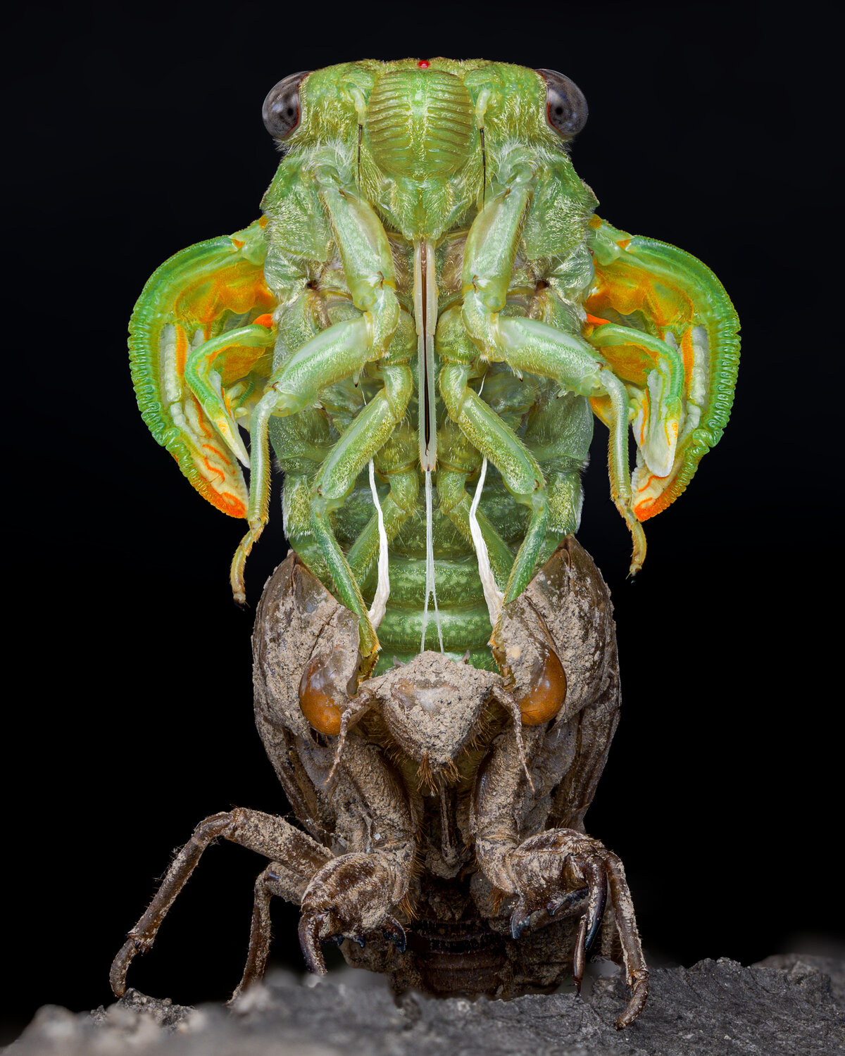 Cicada’s Emergence