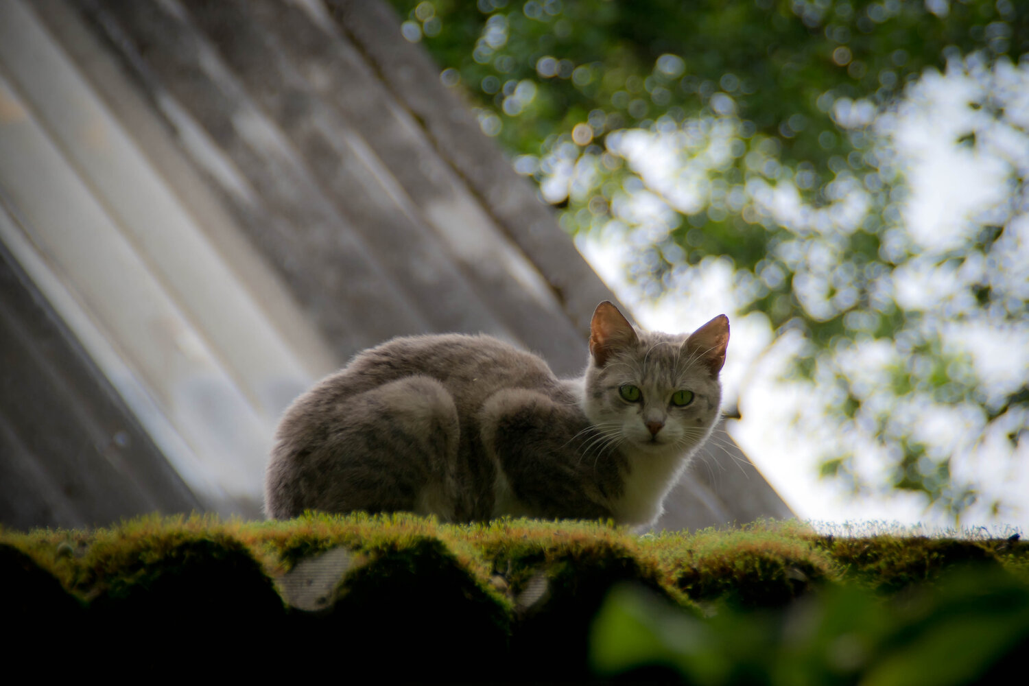 Photo #14063056