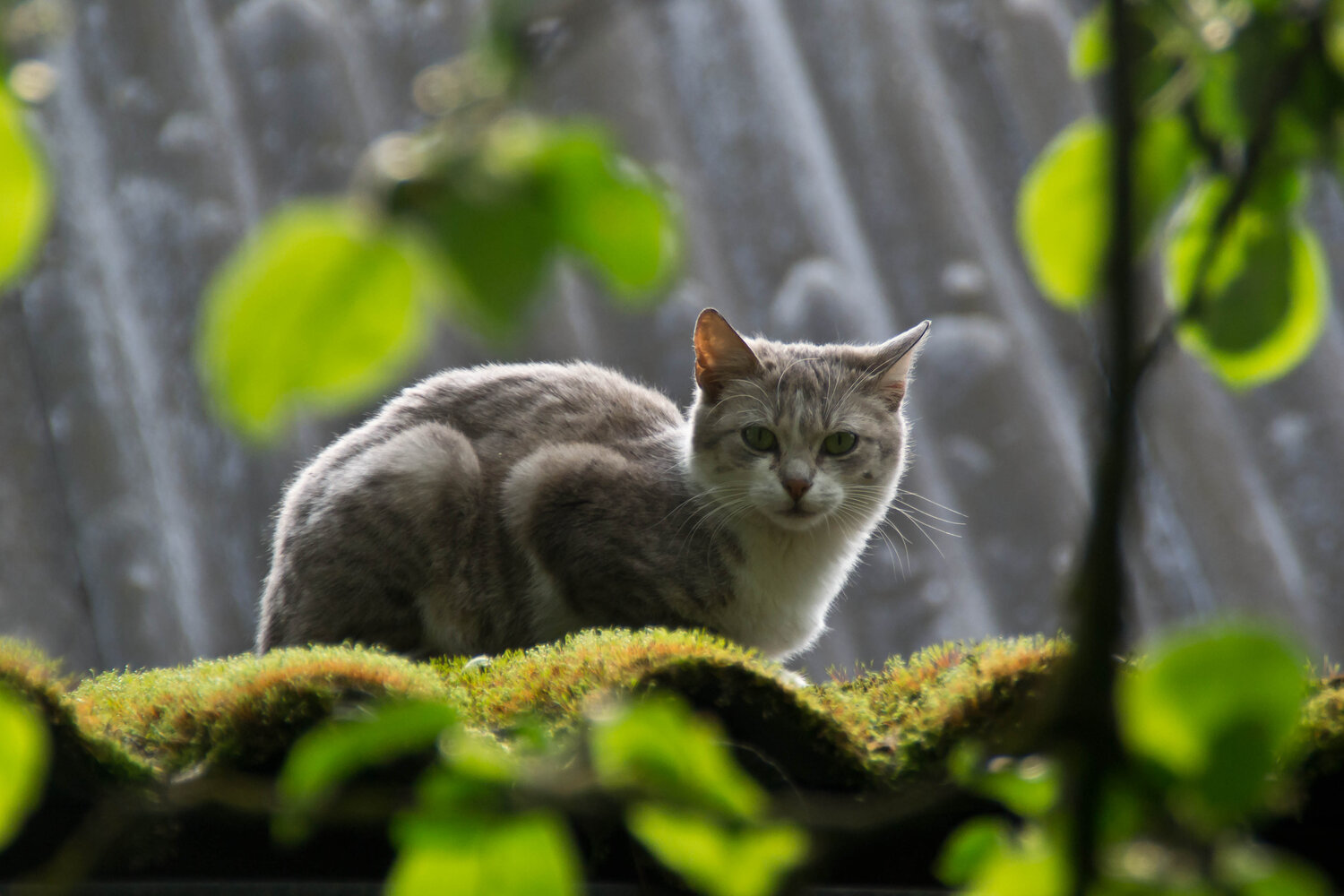 Photo #14063057