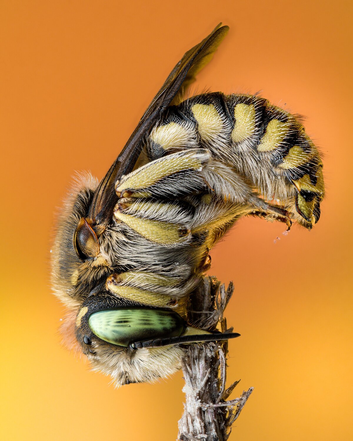 Anthidium sleeping