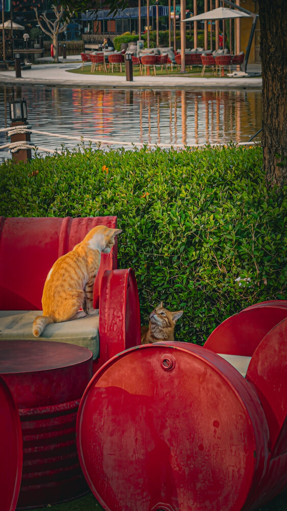 Photograph by Sarrah Yehia