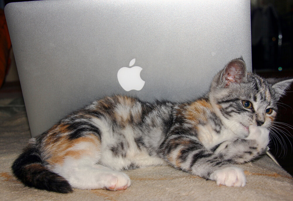 Яблочный котёнок
