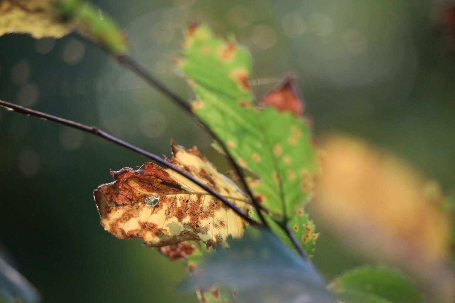 Photo #14063277