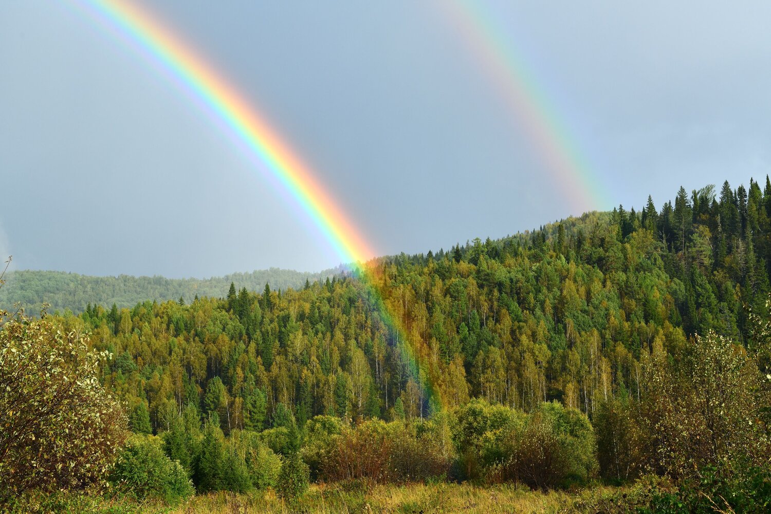Photo #14063330