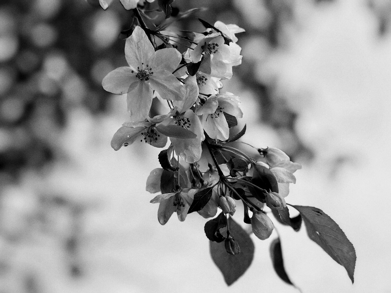 Photo #14063553