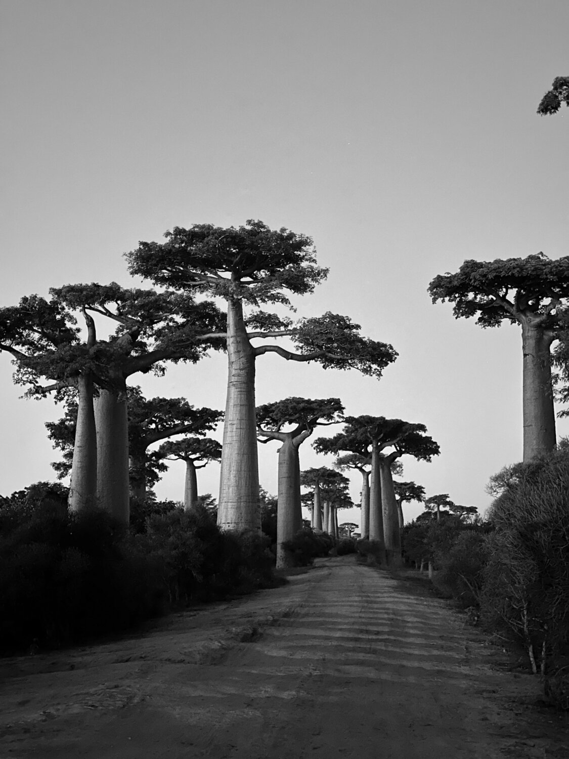 Madagascar