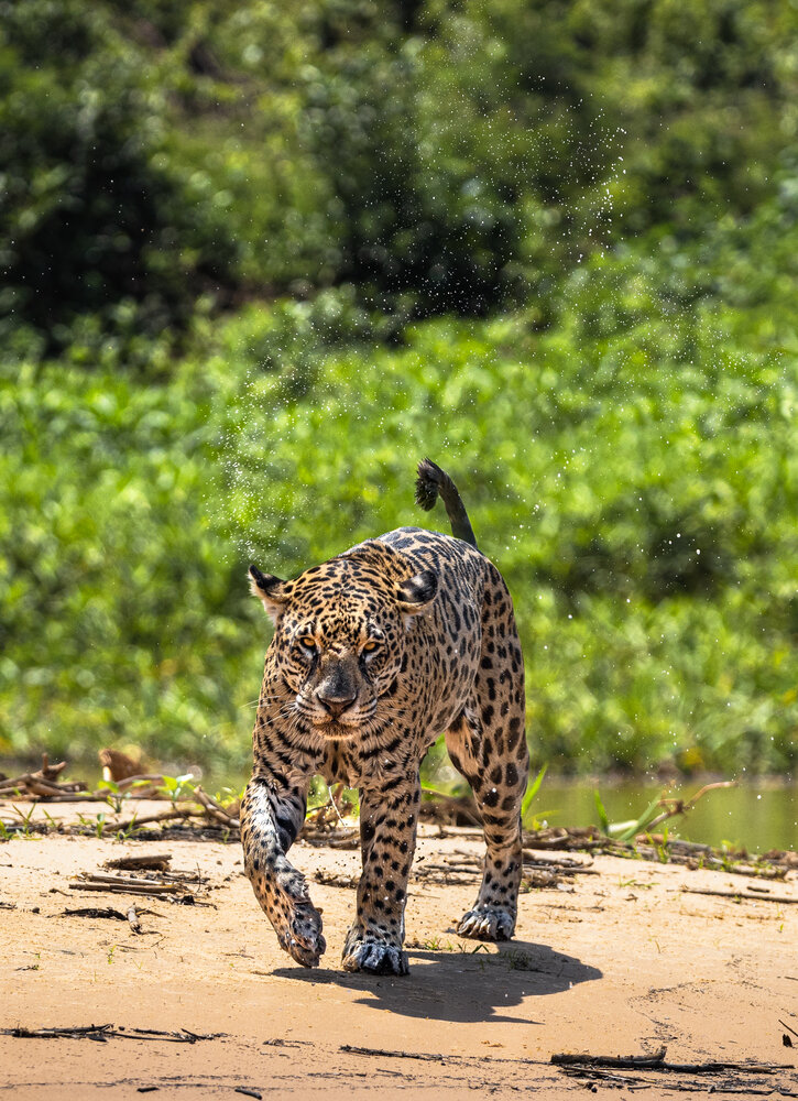 Splashes