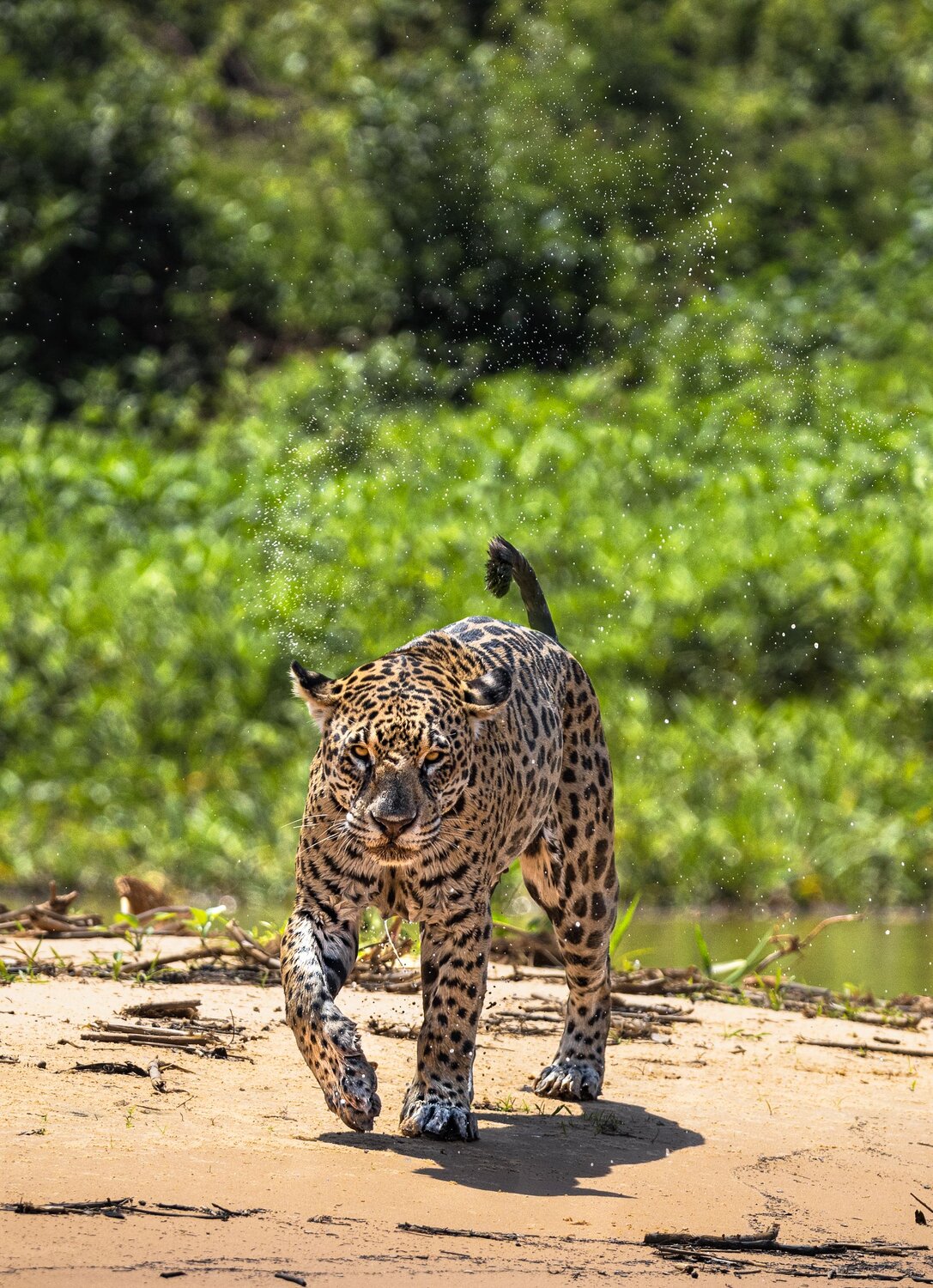 Splashes