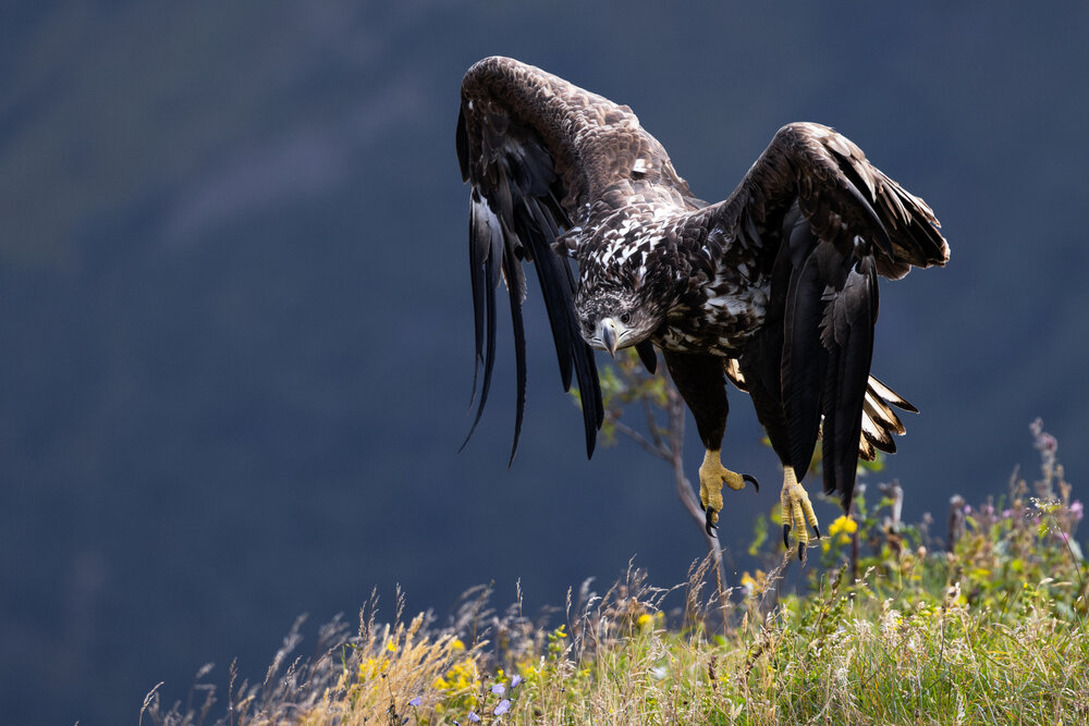 Sea Eagle
