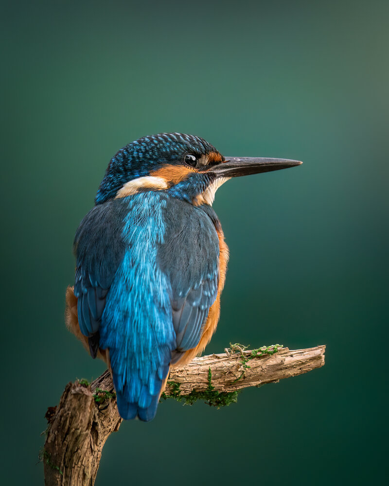 Echoes of Blue