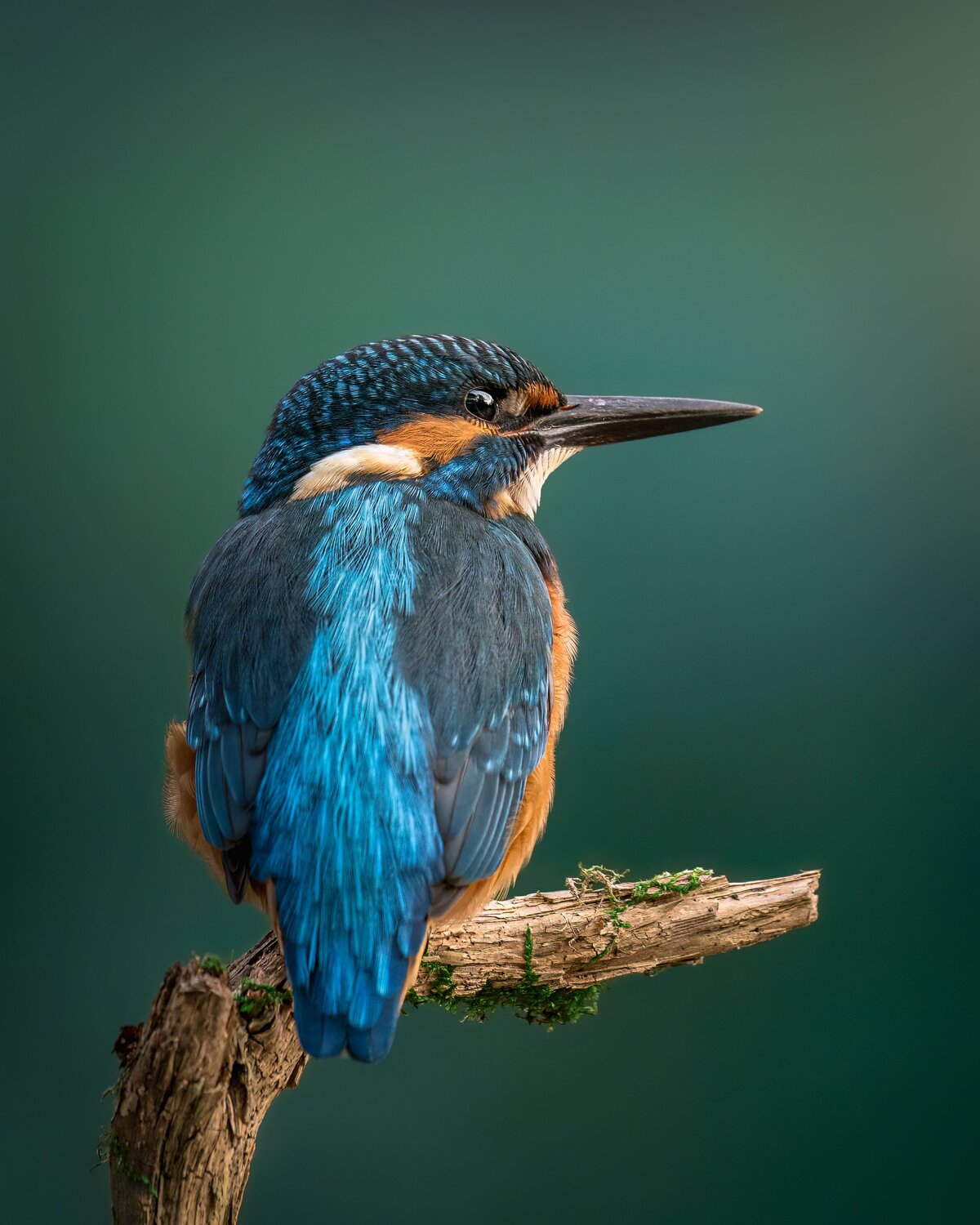 Echoes of Blue