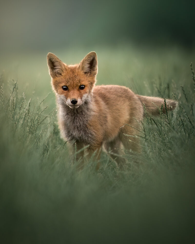Wild Innocence
