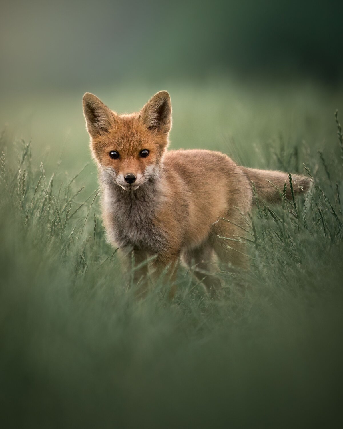 Wild Innocence