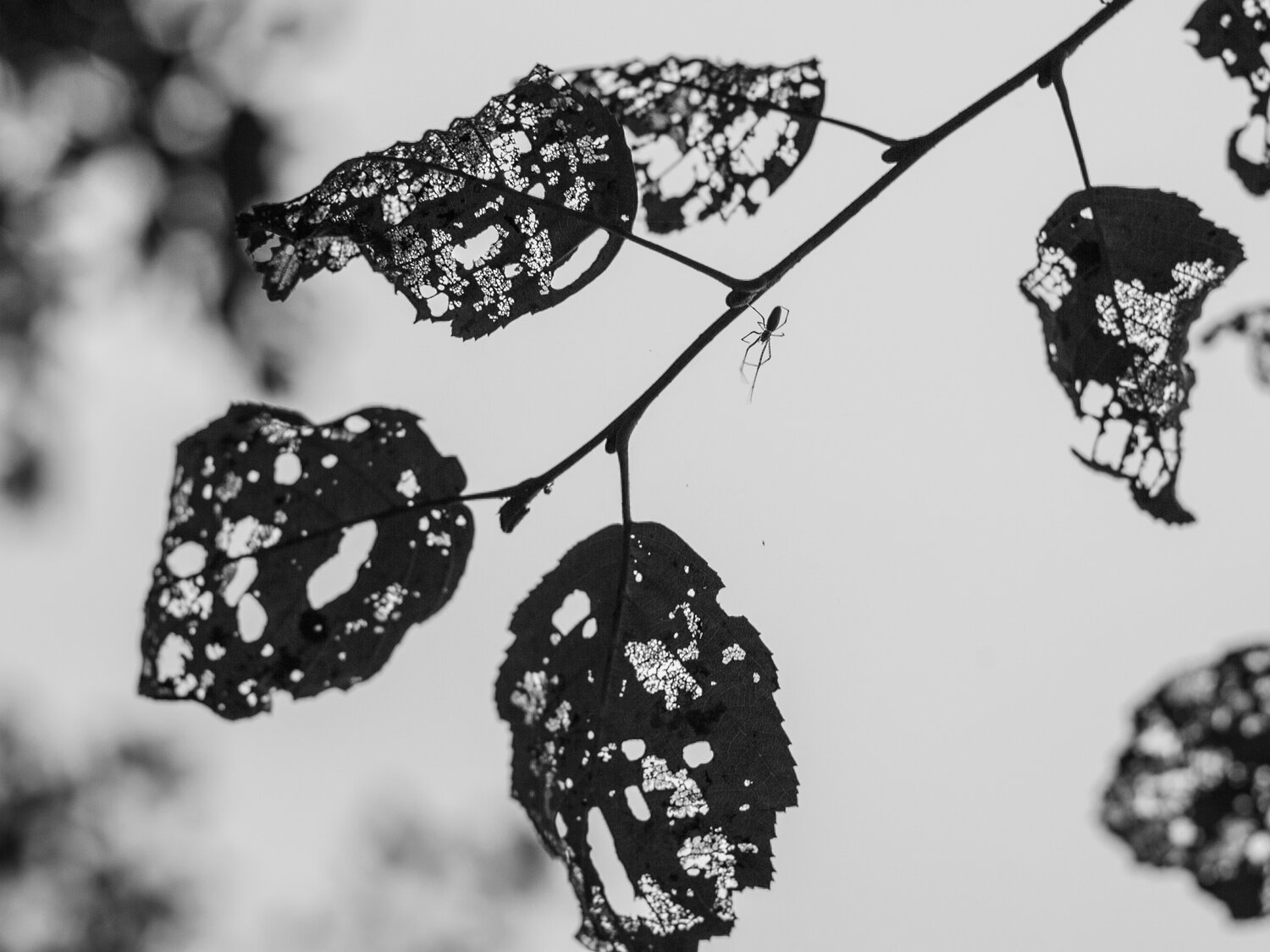 Photo #14066354