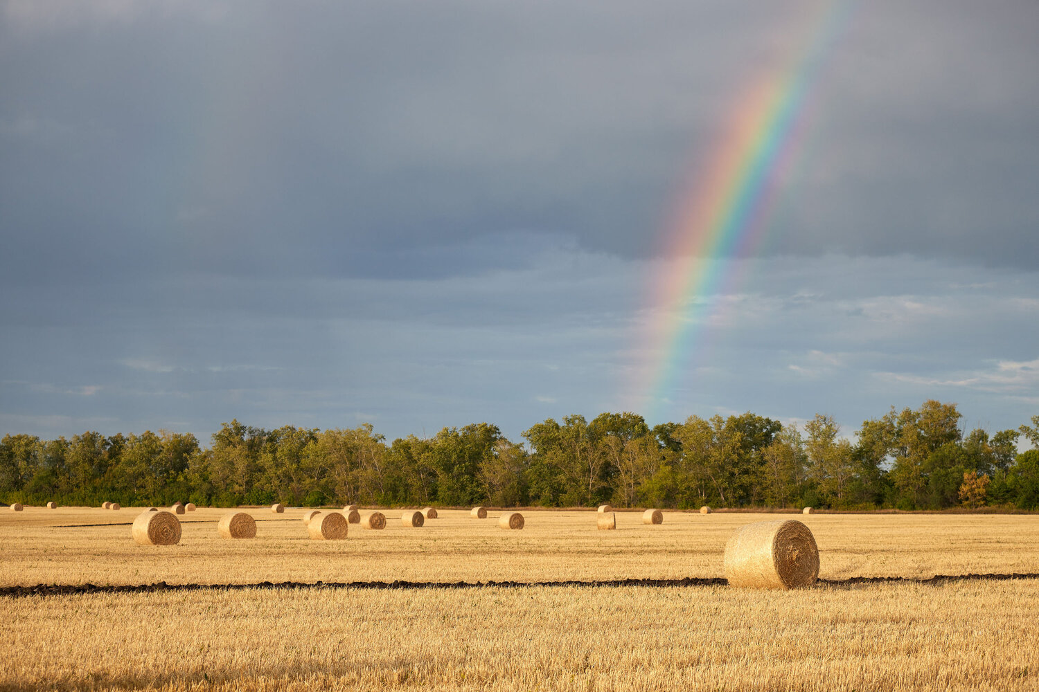 Photo #14067071