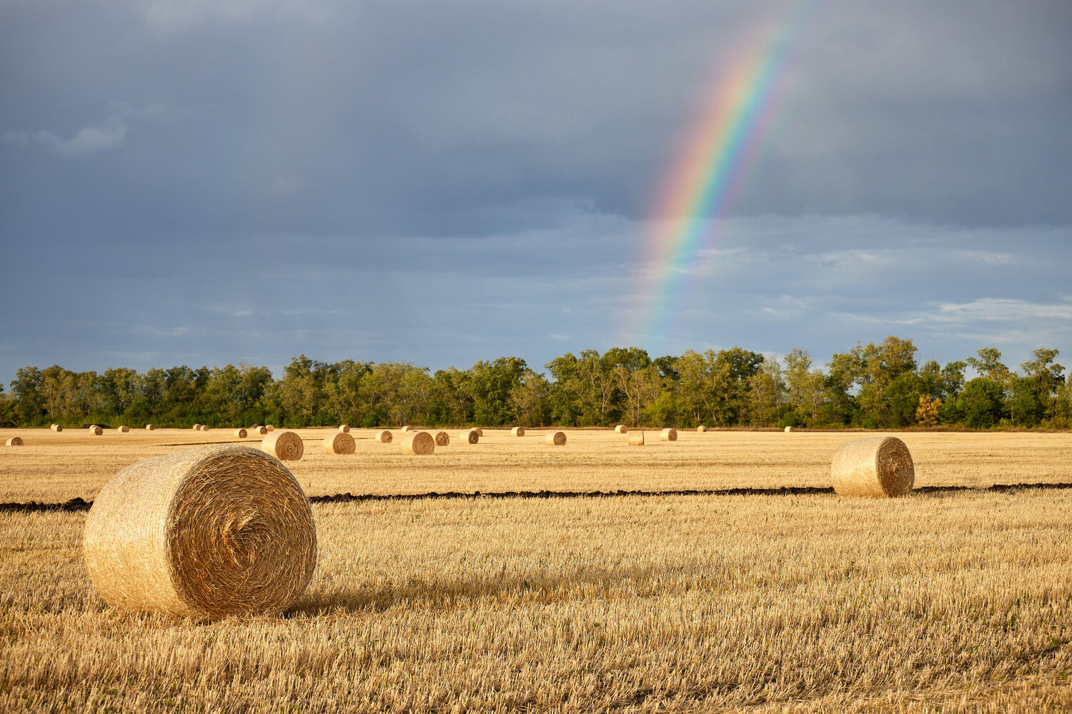 Photo #14067074