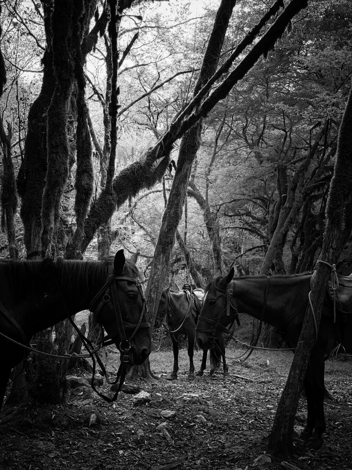 Photo #14067086