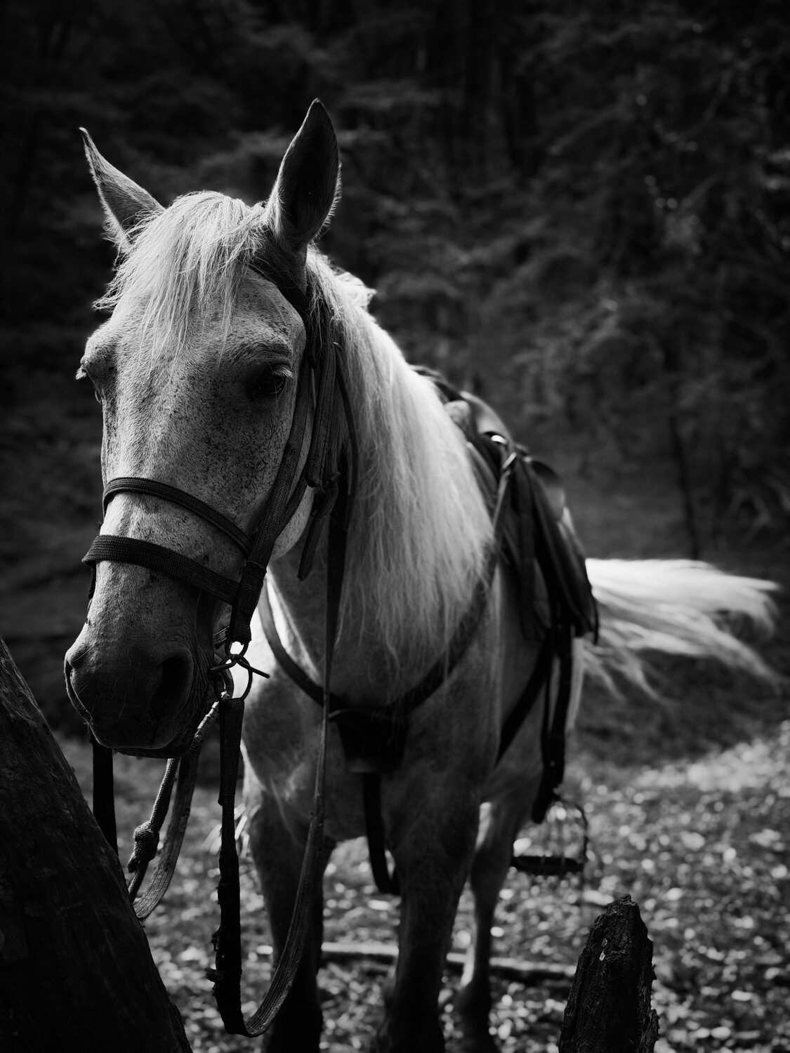 Photo #14068142