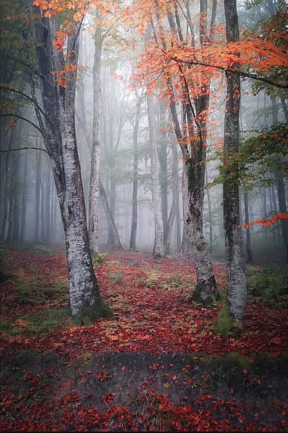 Autumn Colors