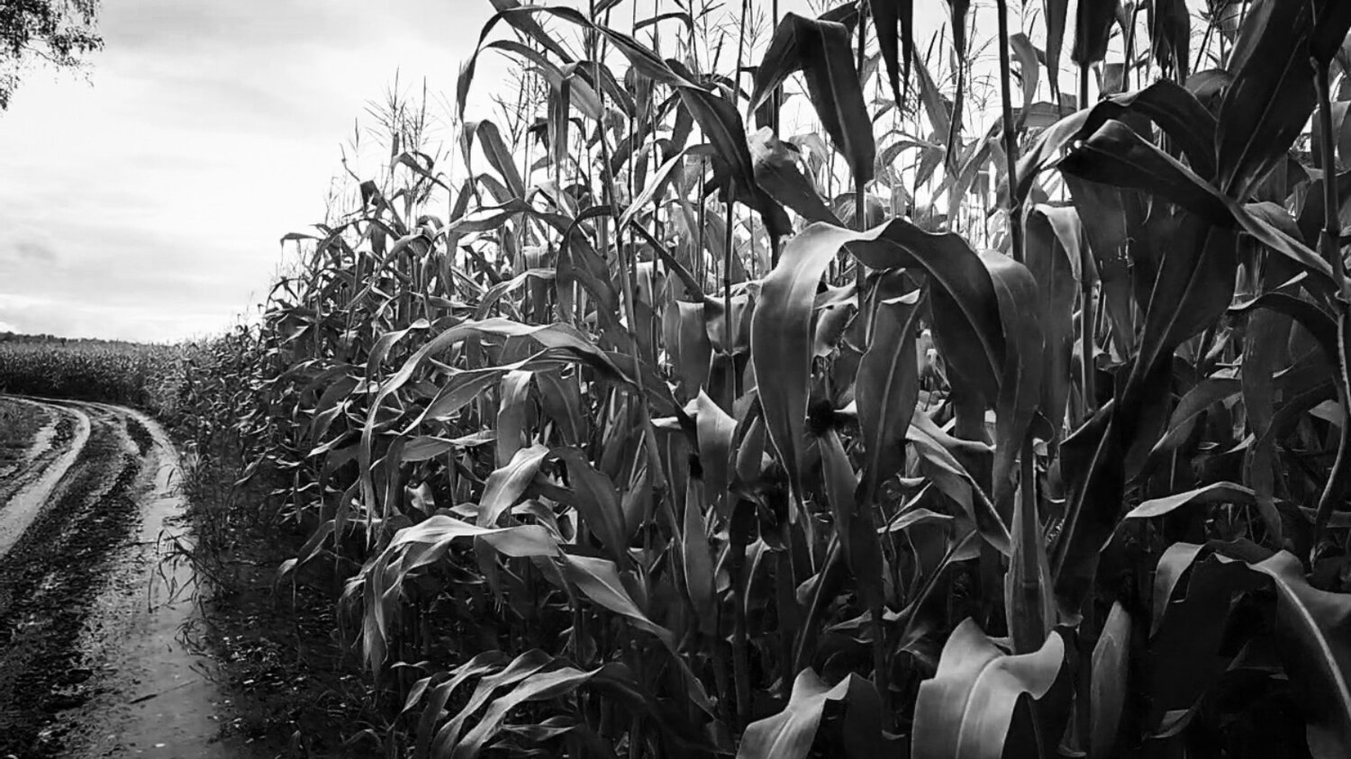 Photo #14068457