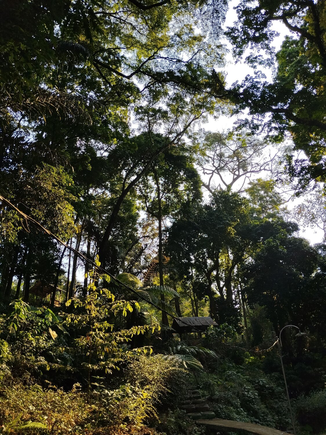 Where light meets green