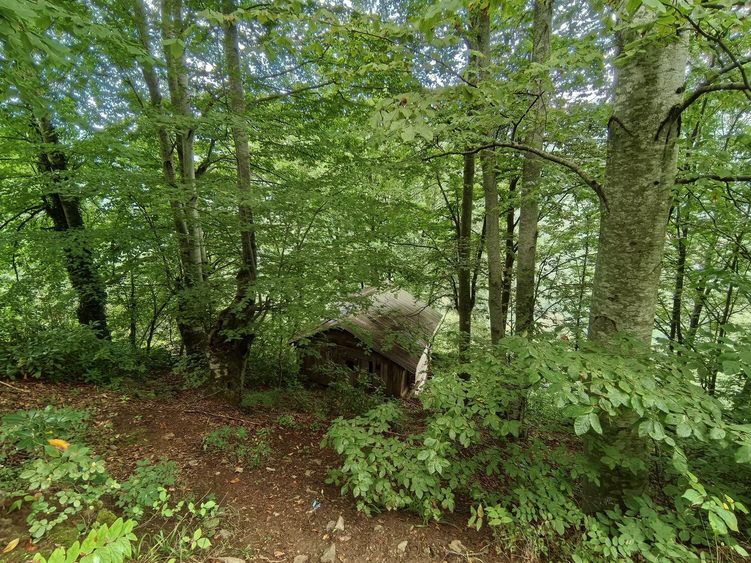 Photo #14070050