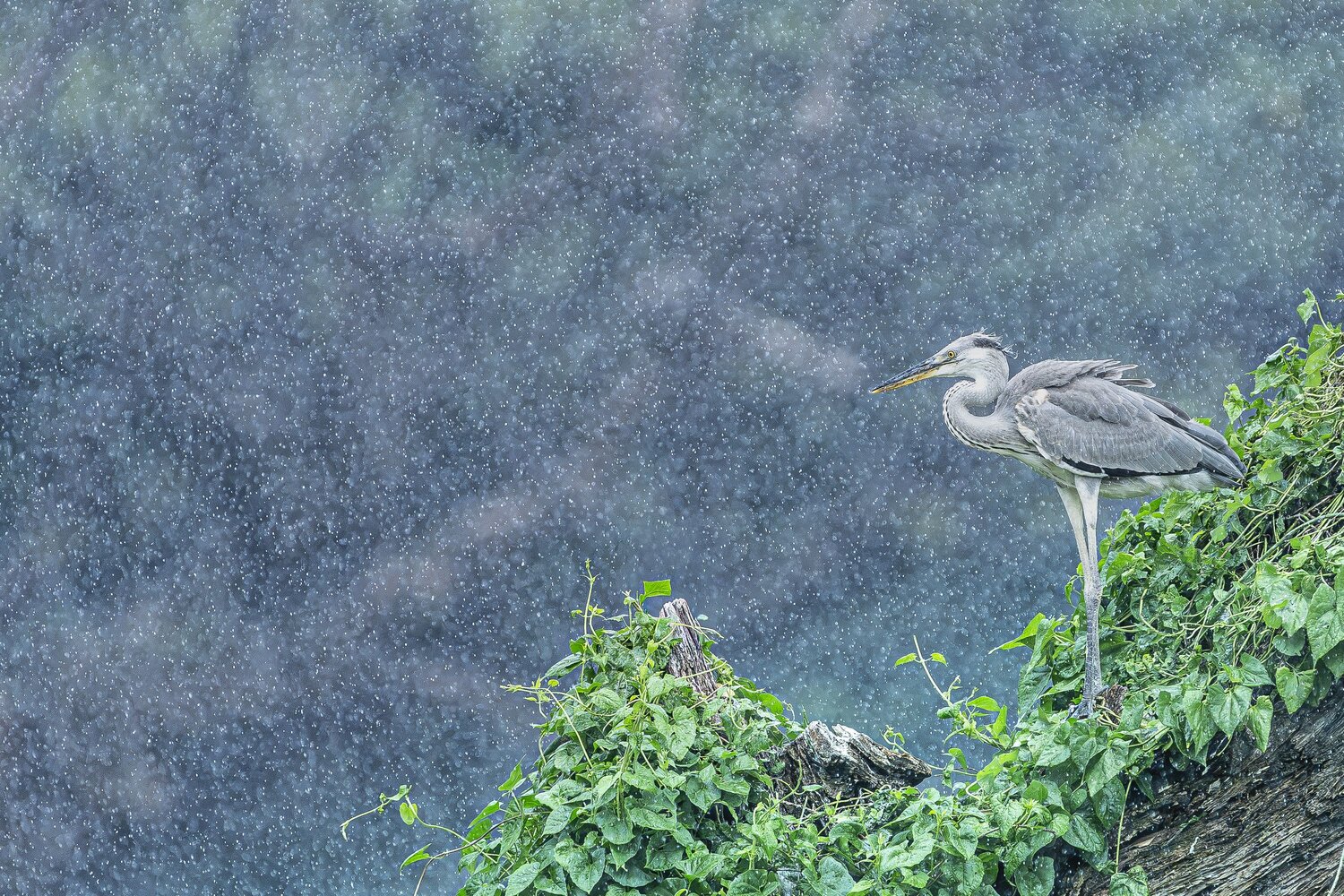 Stillness in the Downpour
