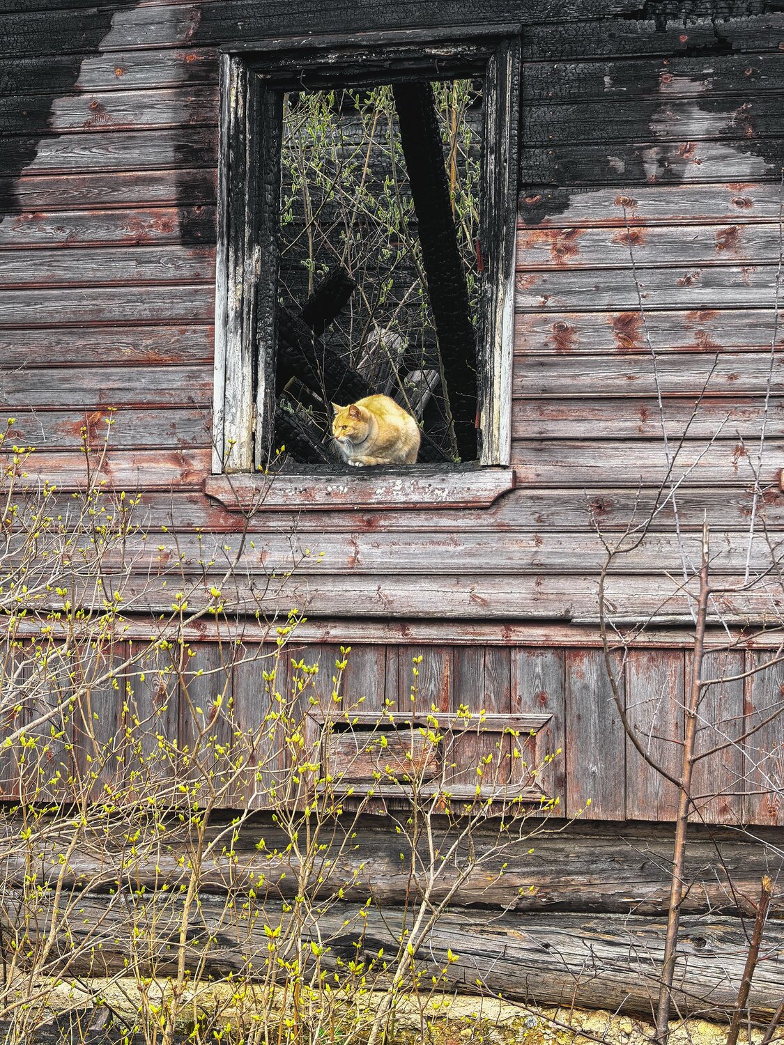 Photo #14071564