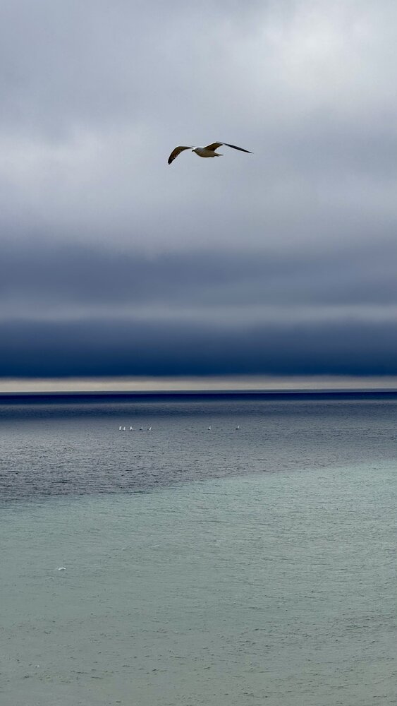 Blue freedom