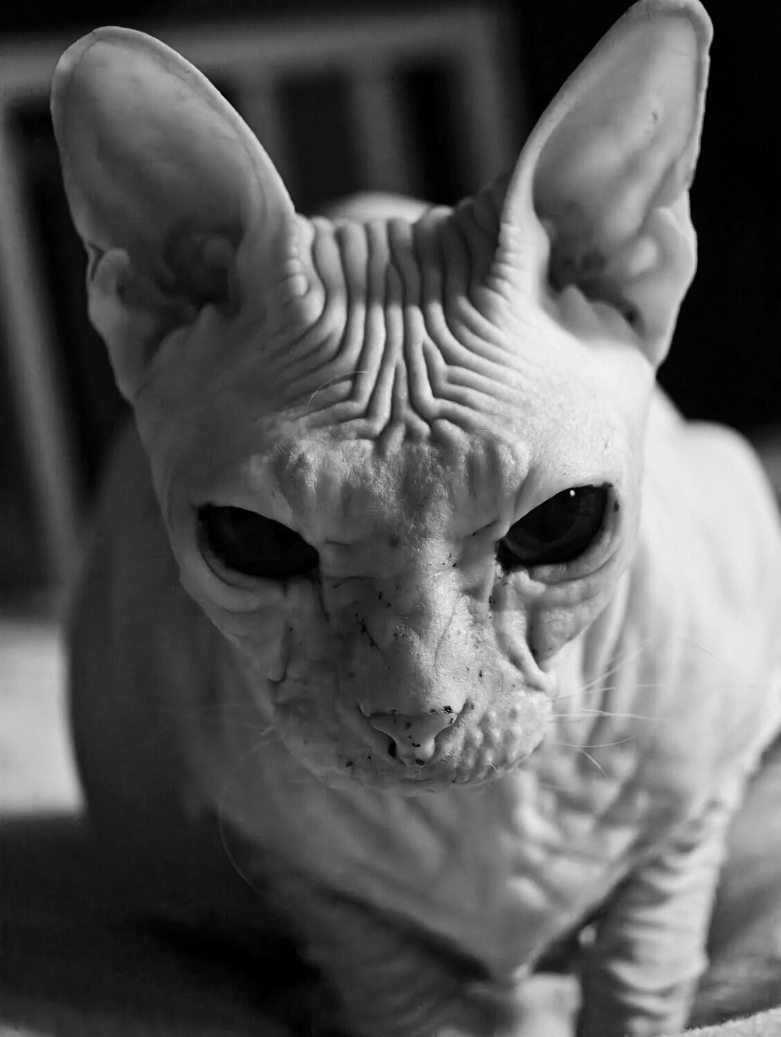 Photo #14071919