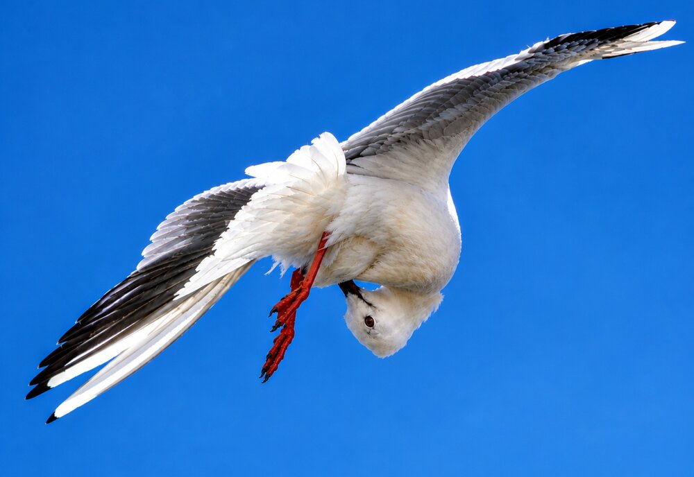 Grace in Flight