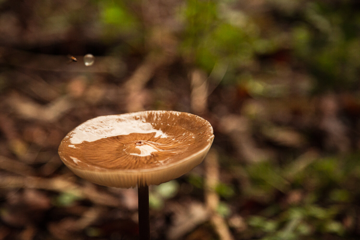 Photo #14073464