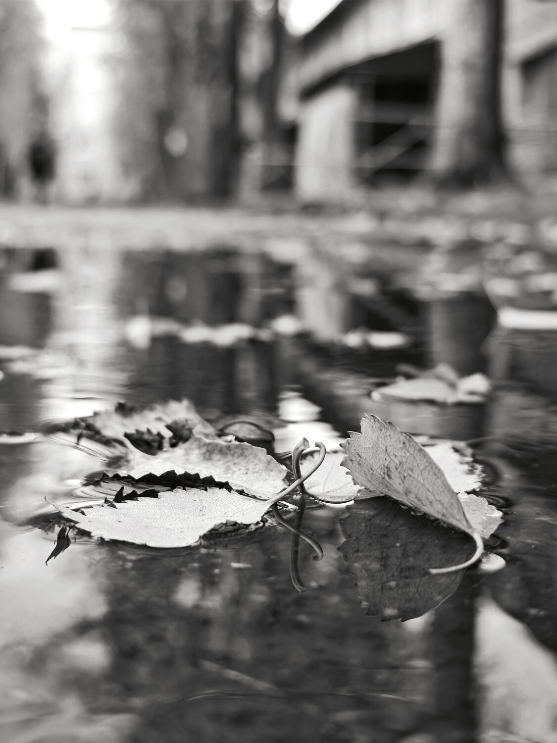 Photo #14073485