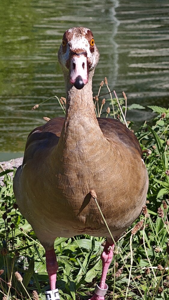 A detailed vertical wildlife photography showing Egyptian goose Alopochen aegyptiaca standing on sunny river bank looking at camera outdoors