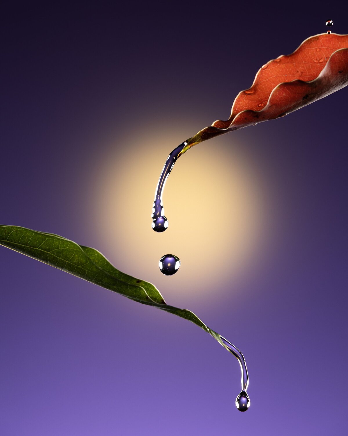 Drops of water falling from two leaves and the moon in the night sky