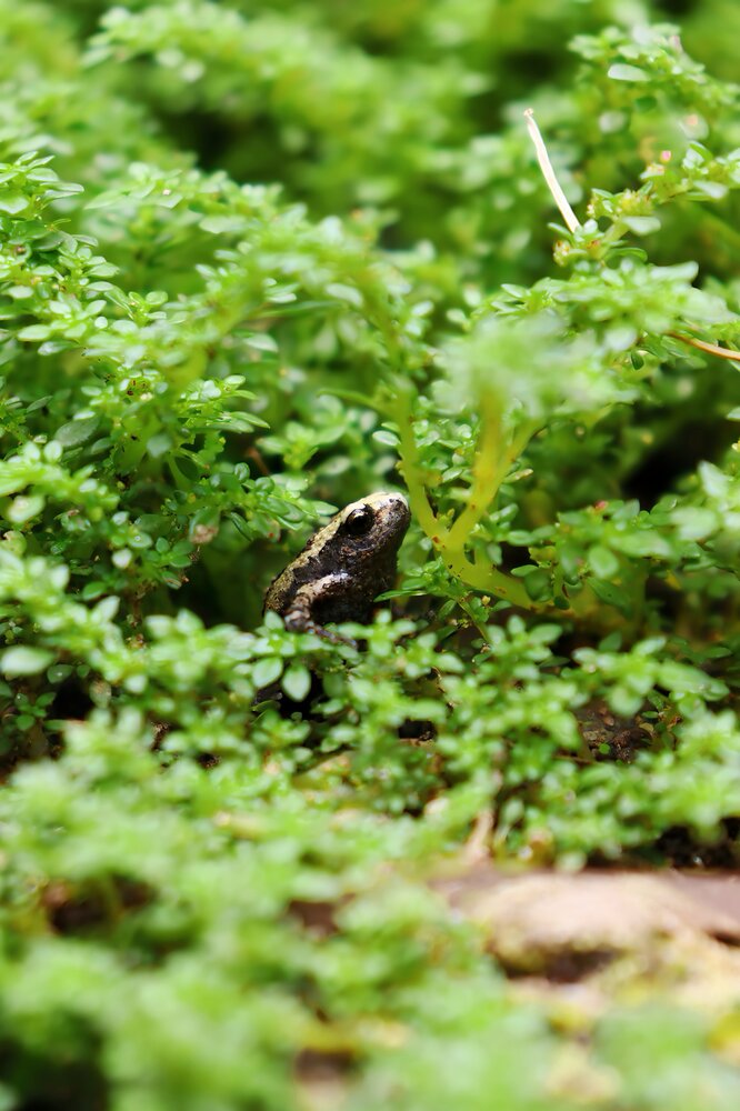 Where the Wild Hides
