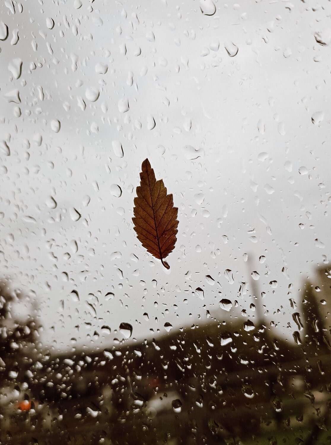 Photo #14075925