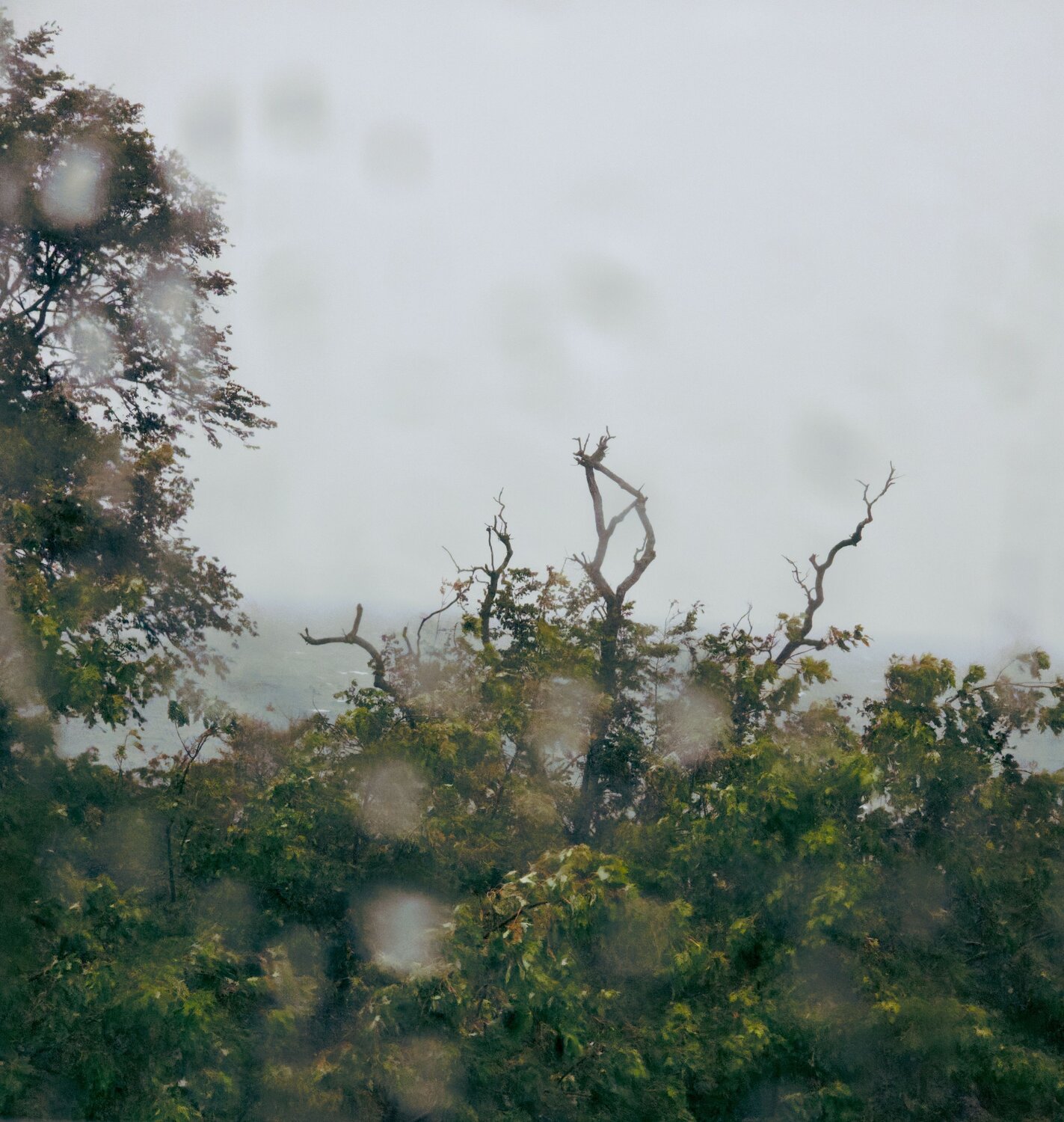 Photo #14076177
